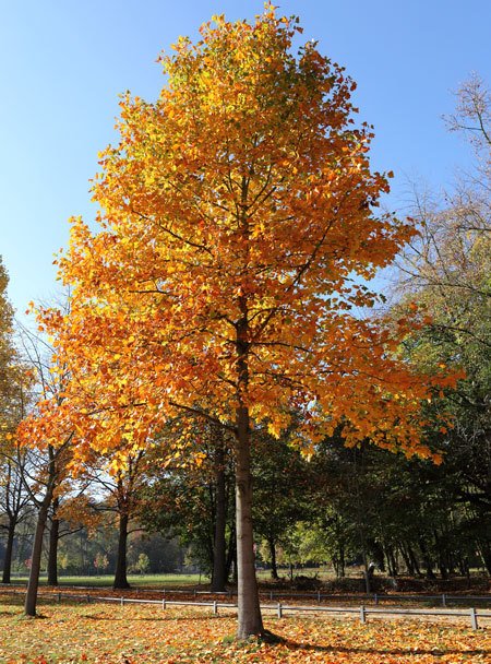 Tulip Poplar Tree